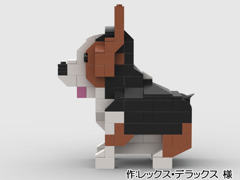 神経質な雄コーギーには注意!(レックス・デラックス 様)