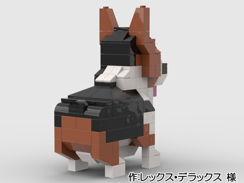 神経質な雄コーギーには注意!(レックス・デラックス 様)