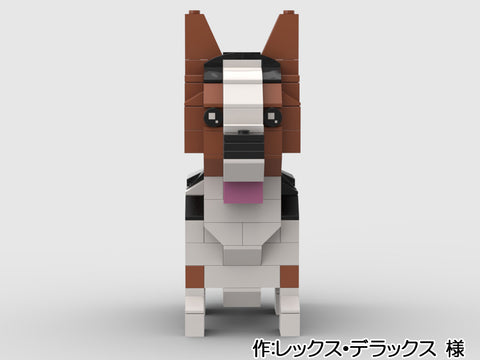 神経質な雄コーギーには注意!(レックス・デラックス 様)